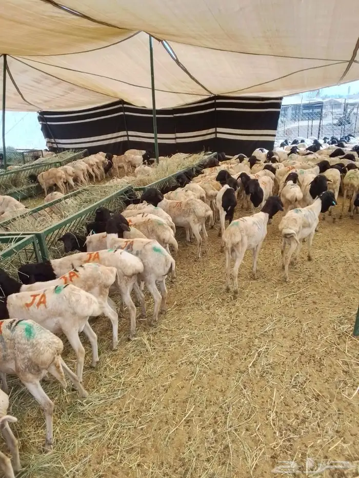 سواكن 14