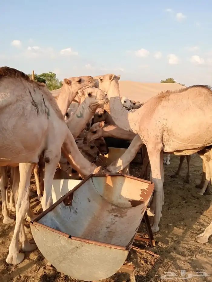 قعدان 3