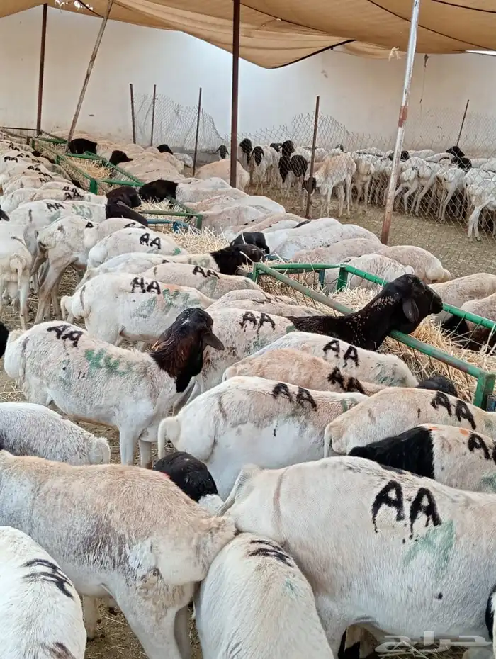 قعدان 8