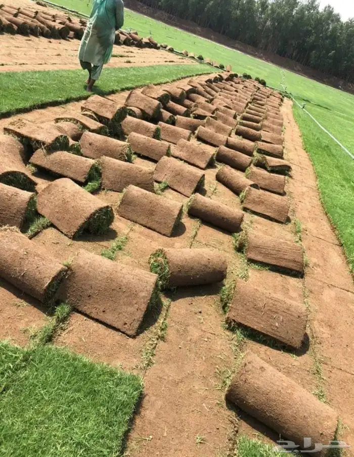 نجيله طبيعي c2000 3