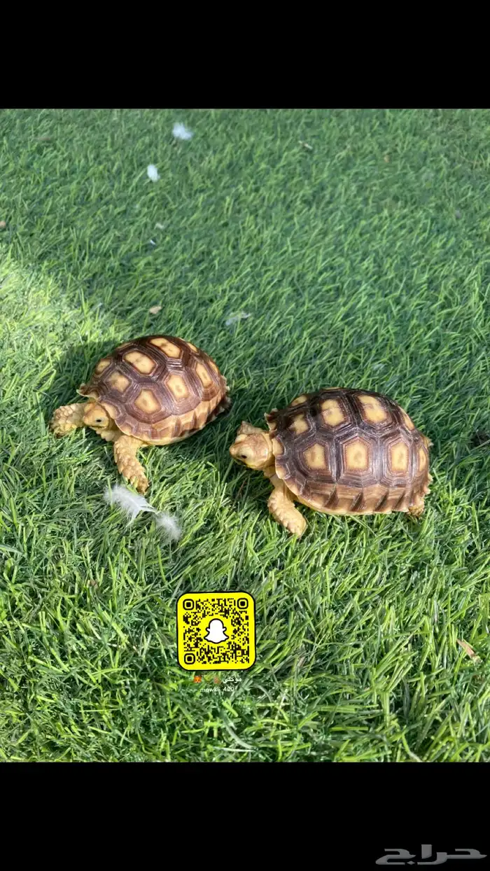 حيوانات سلاحف سولكاتا 0