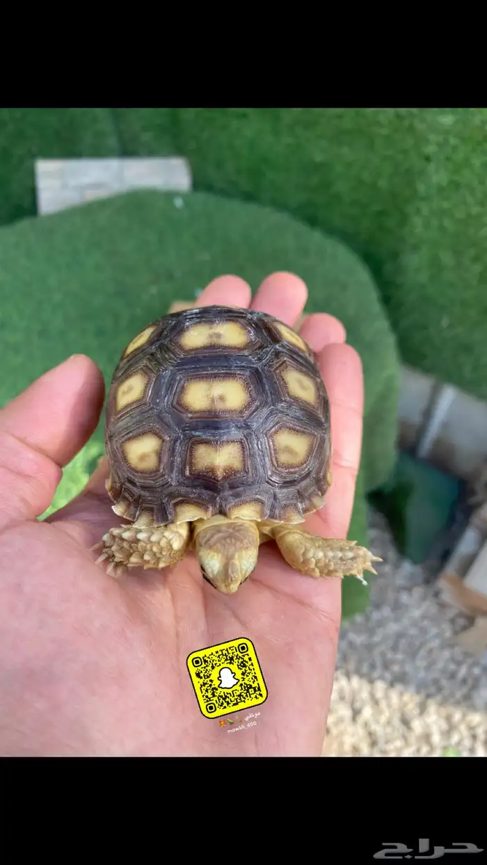 حيوانات سلاحف سولكاتا 1