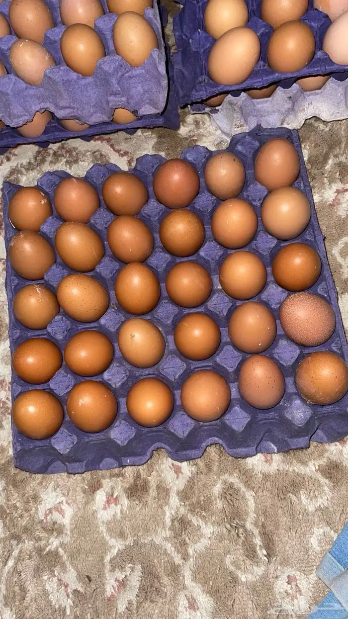 بيض دجاج لوهمان بيور 0