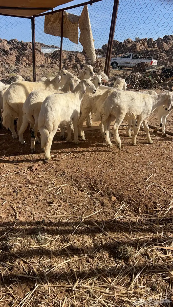 خرفان تربيه حري 3
