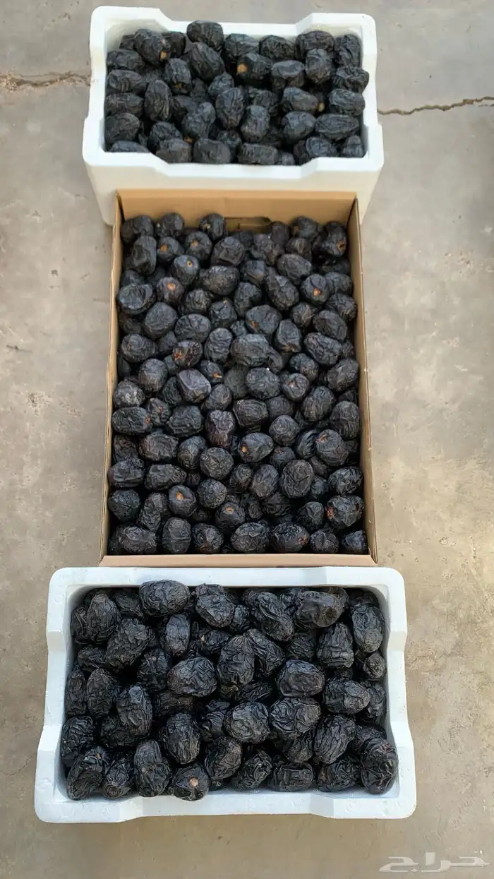 تمور المدينة ( عجوة صقعي مجدولة مبرومة ) سكري القصيم 9