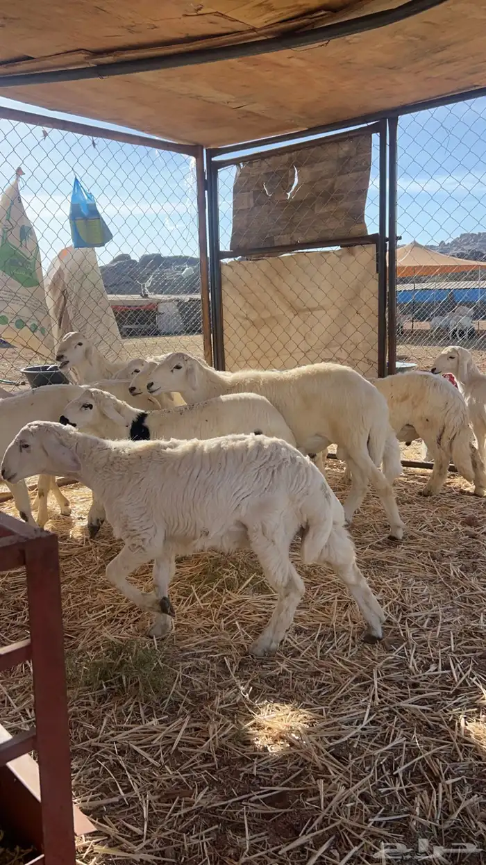 خرفان تربيه حري 2