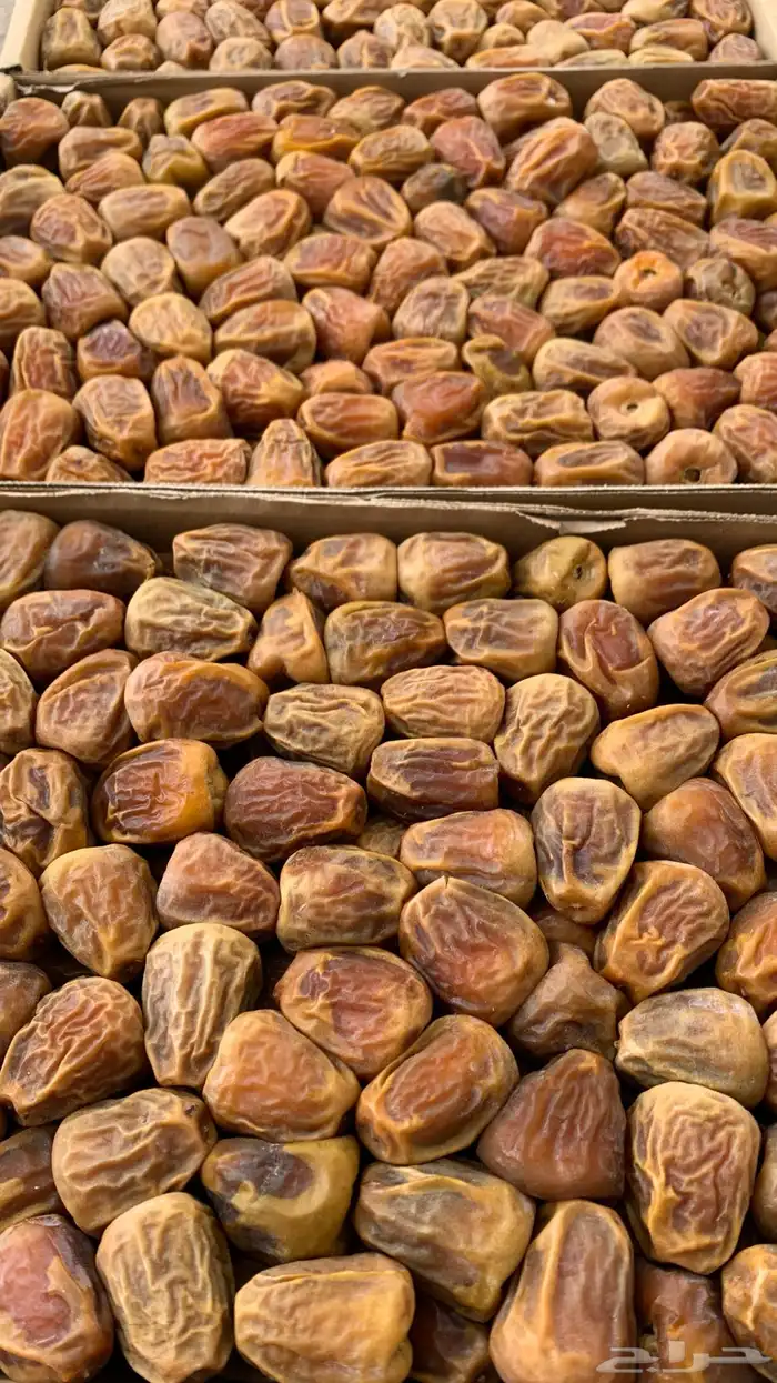 تمور المدينة ( عجوة صقعي مجدولة مبرومة ) سكري القصيم 13