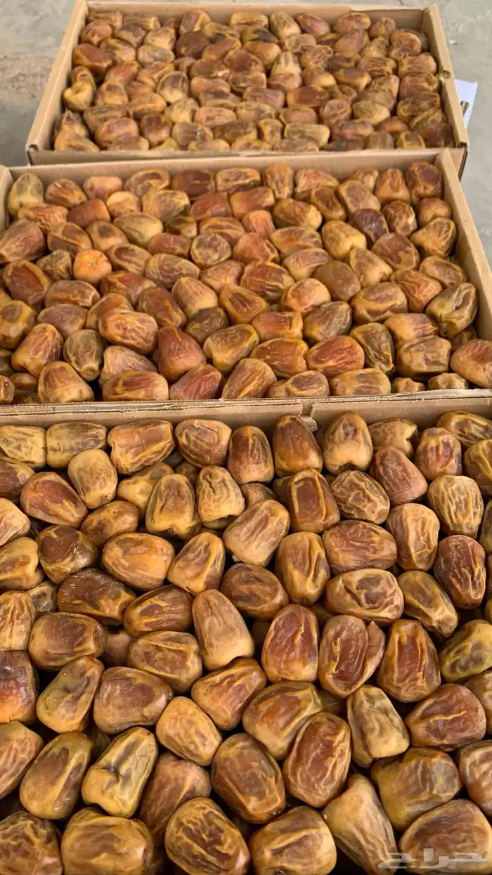 تمور المدينة ( عجوة صقعي مجدولة مبرومة ) سكري القصيم 8