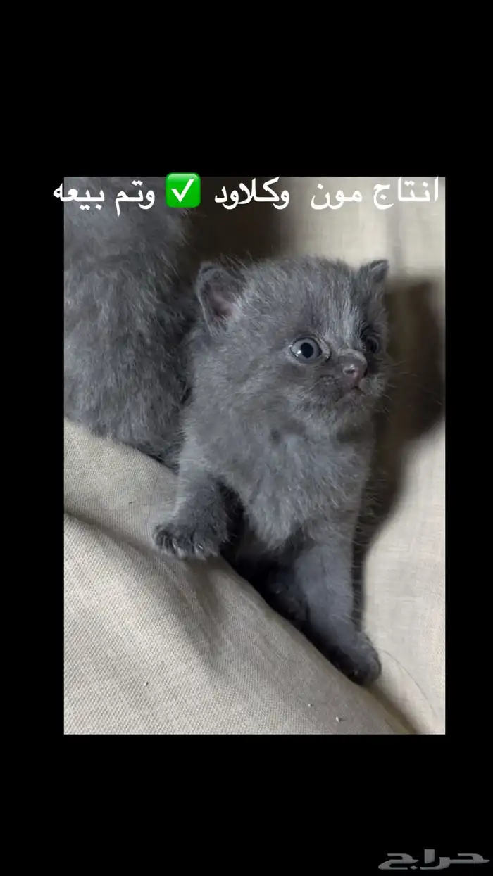 اسكوتش بلو منتج ذكر للبيع فولد 2