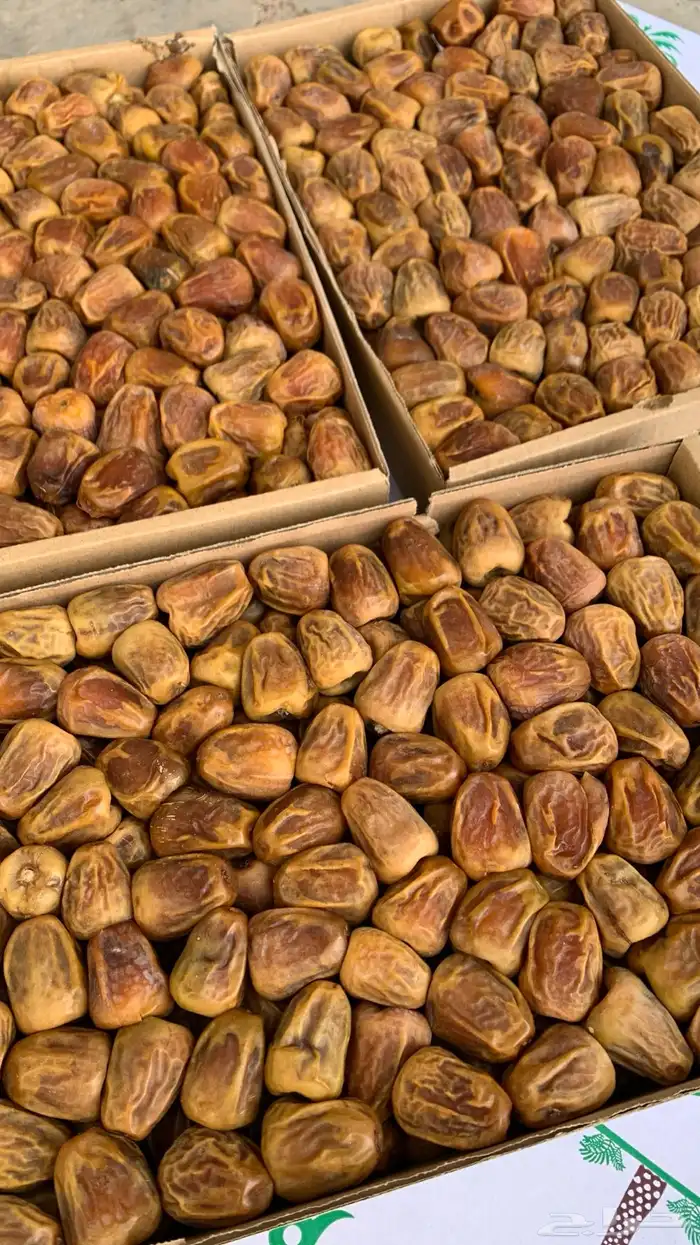 تمور المدينة ( عجوة صقعي مجدولة مبرومة ) سكري القصيم 12