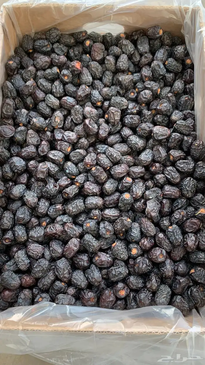 تمور المدينة ( عجوة صقعي مجدولة مبرومة ) سكري القصيم 0