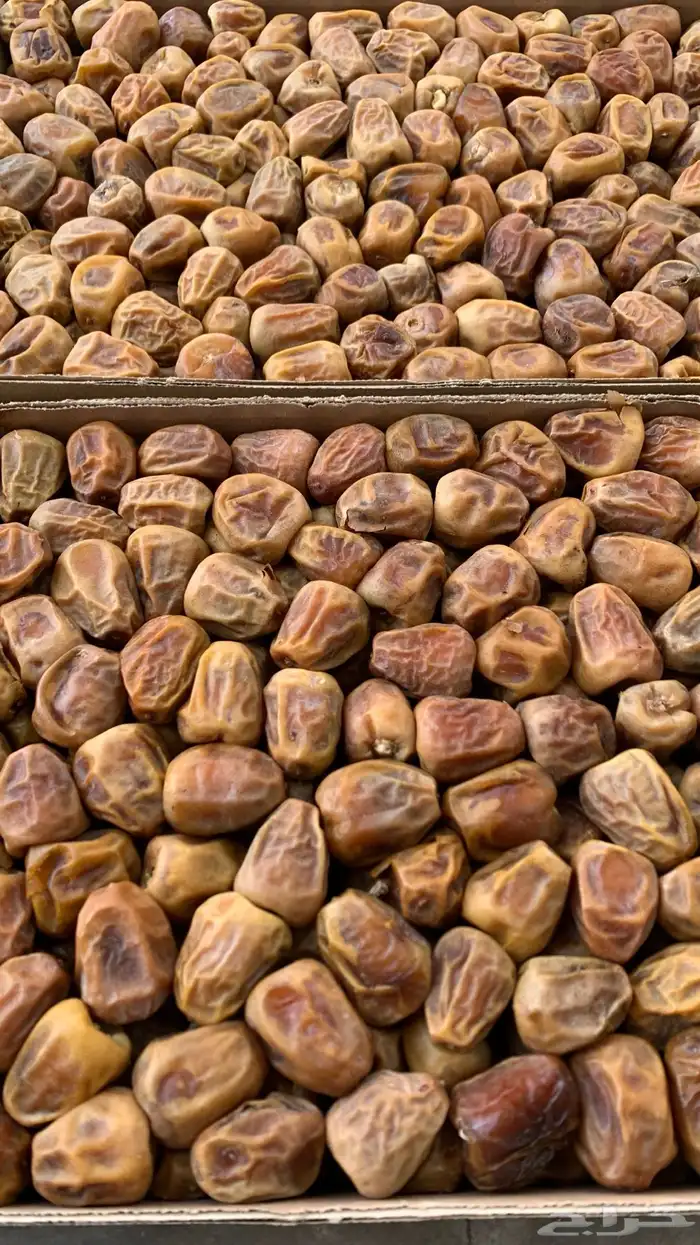 تمور المدينة ( عجوة صقعي مجدولة مبرومة ) سكري القصيم 14