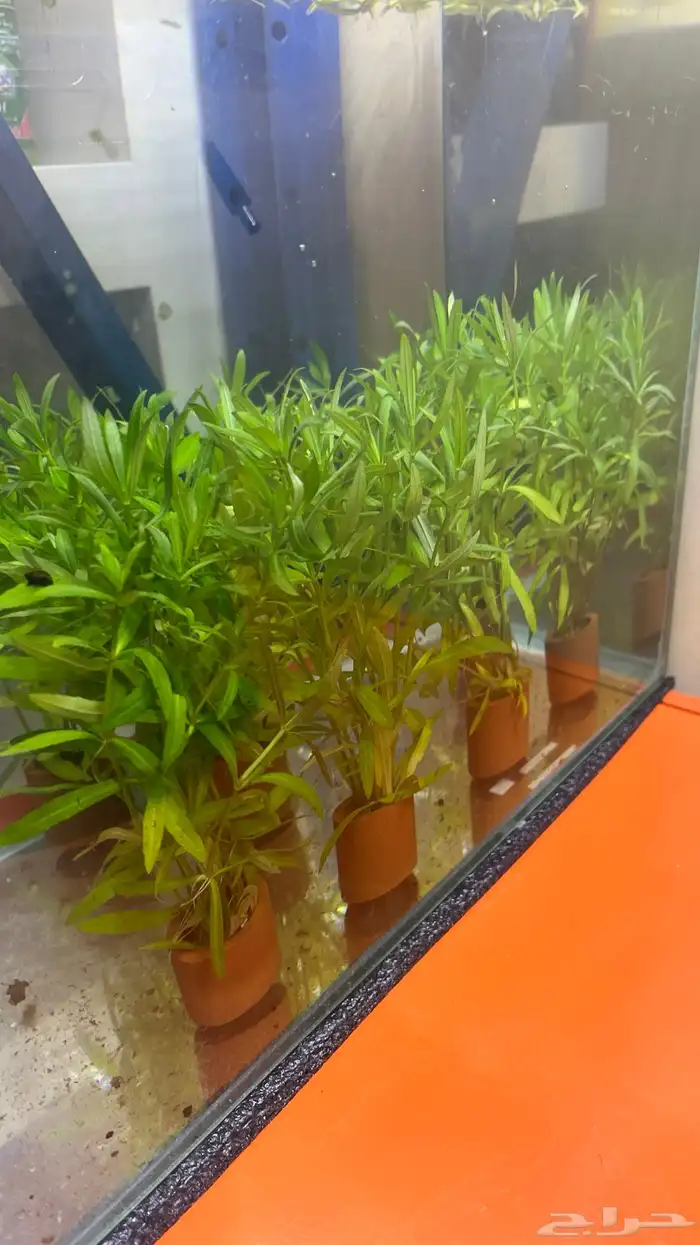 شتلات ونباتات مائي لاحواض السمك 20
