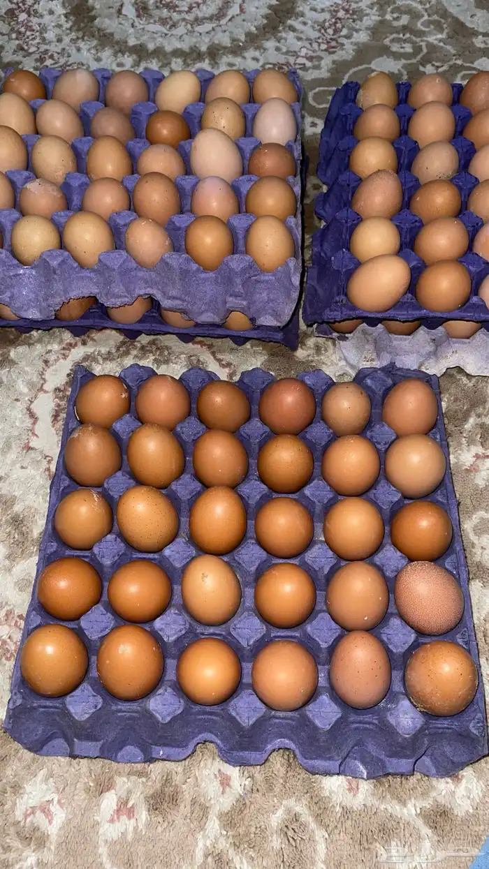 بيض دجاج لوهمان بيور 1
