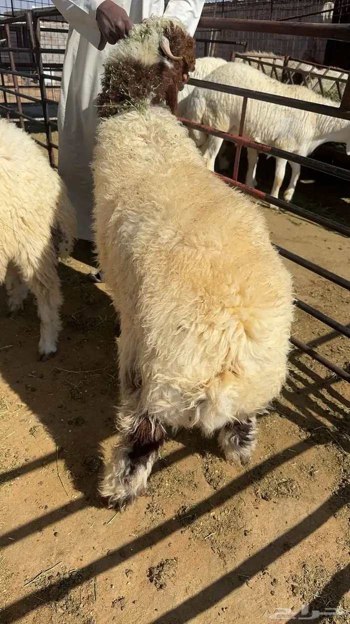 ذبايح حايل 2