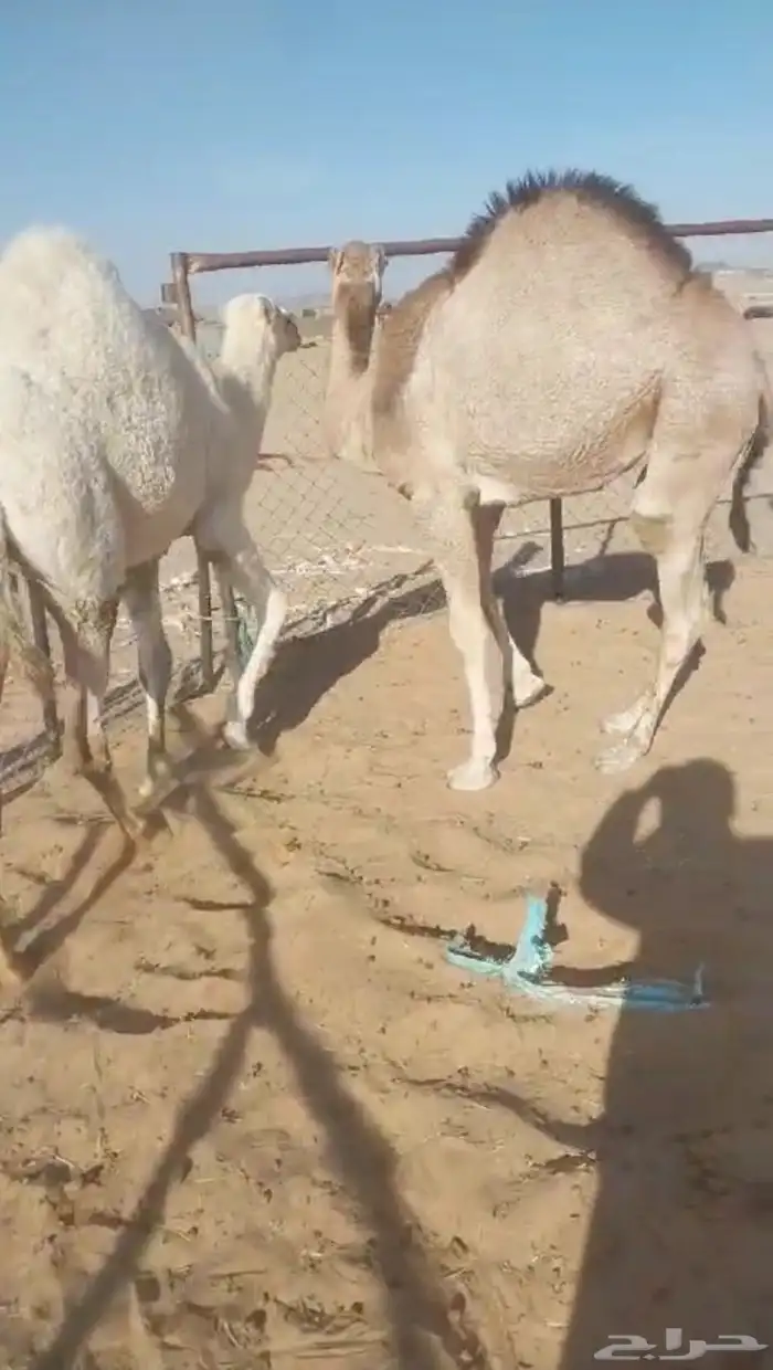 قعود وبكره مشاء الله كفو فل للبيع 1