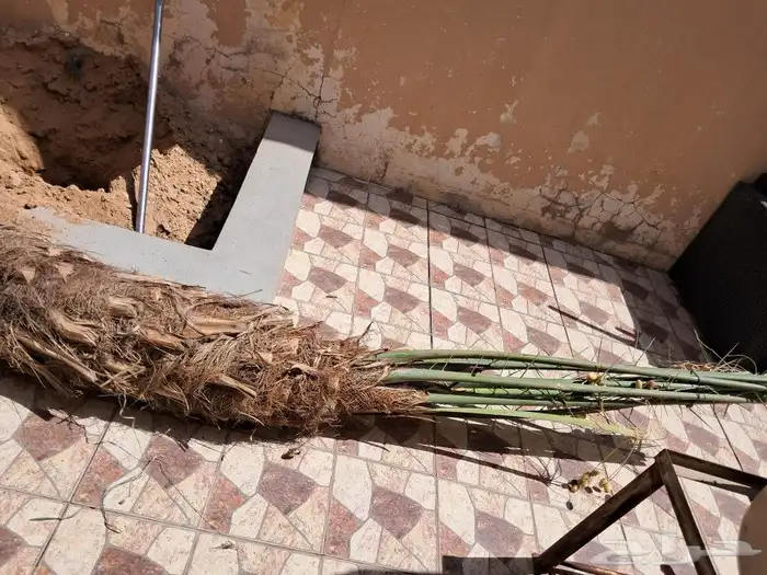 لجميع أعمال النخيل والواشنطني 9