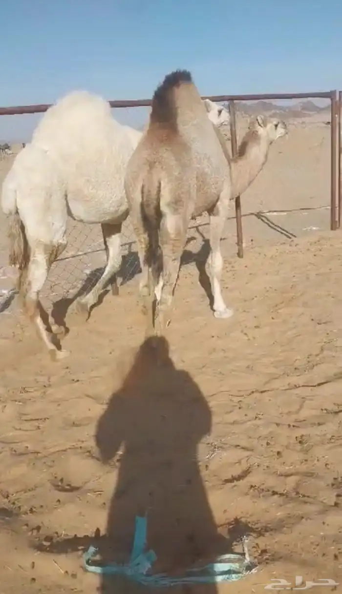 قعود وبكره مشاء الله كفو فل للبيع 0