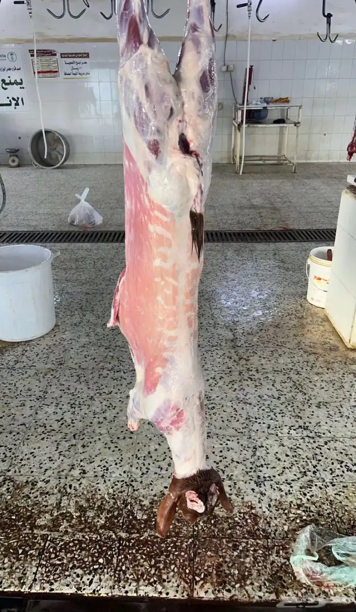 توفير ذبايح مع خدمه الذبح و التوصيل 0