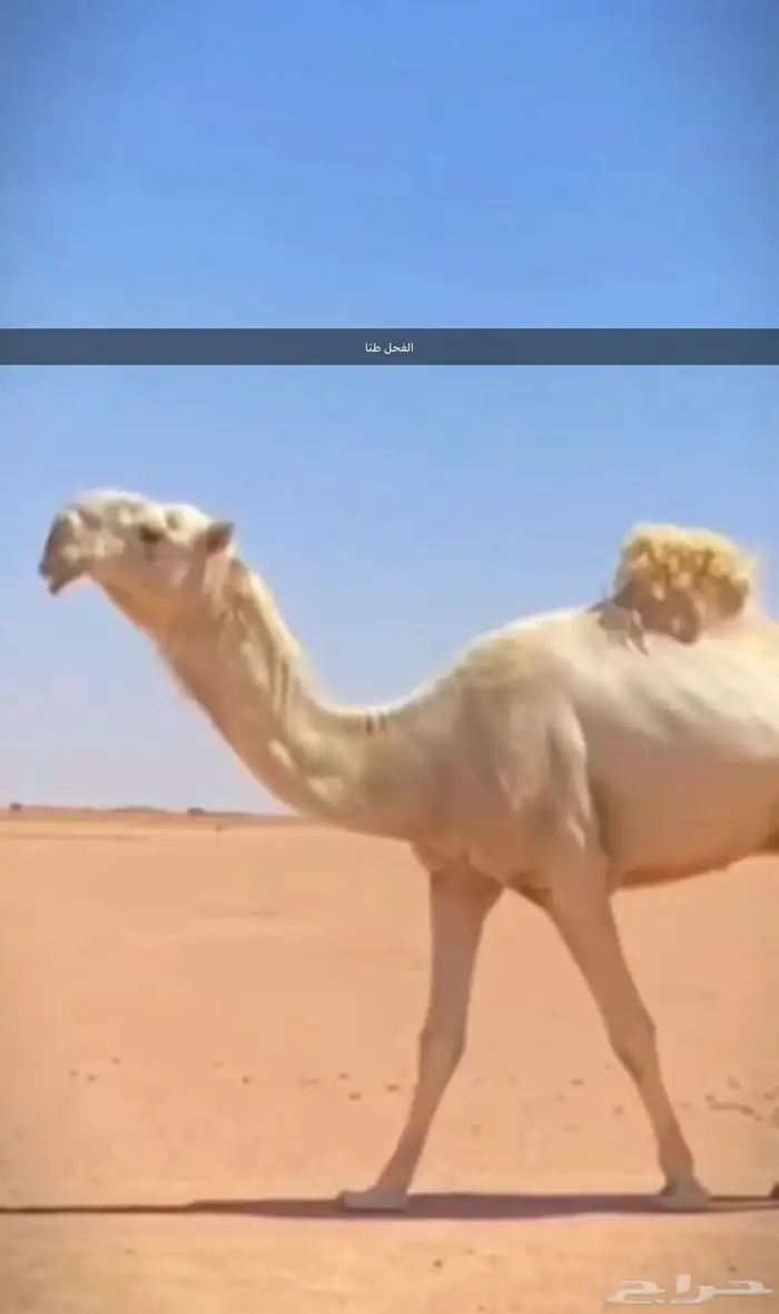 زمول مسبله للجميع 3