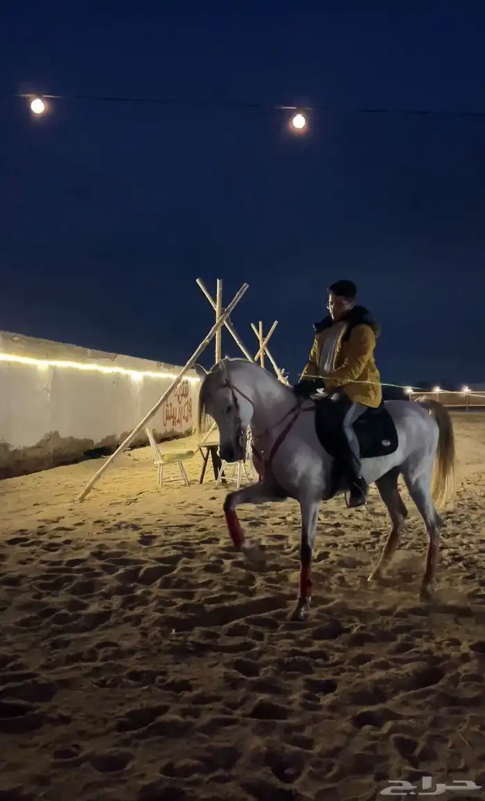 مخيم على البحر يتميز بخصوصية تامة يتسع ل 50 شخص 4