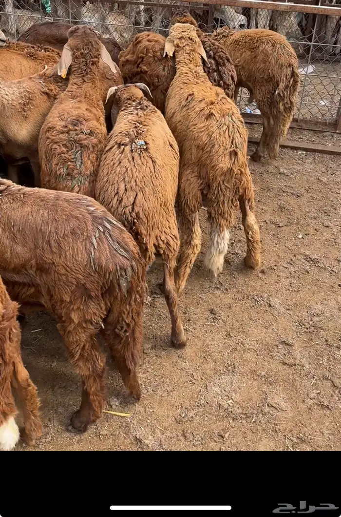 سواكني تربيه جذعان 0