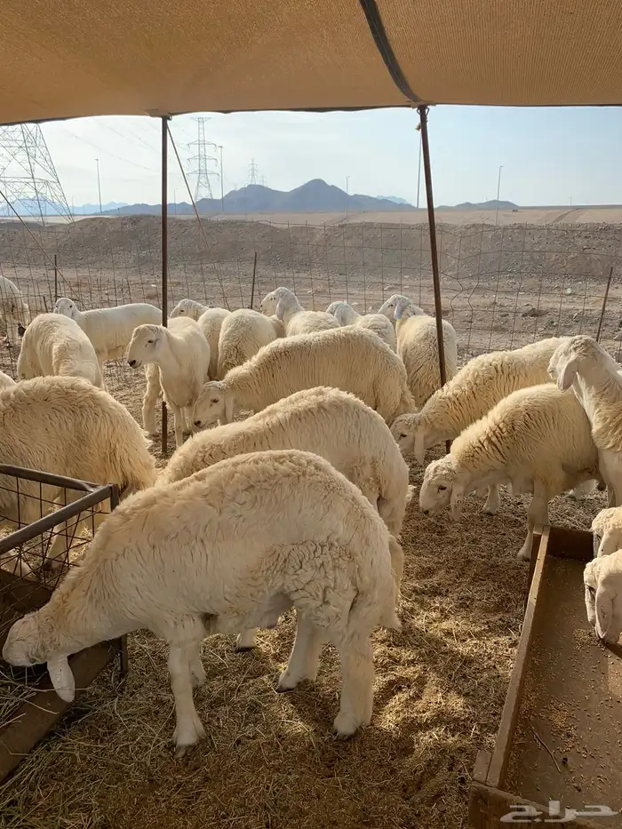 خرفان حري 12