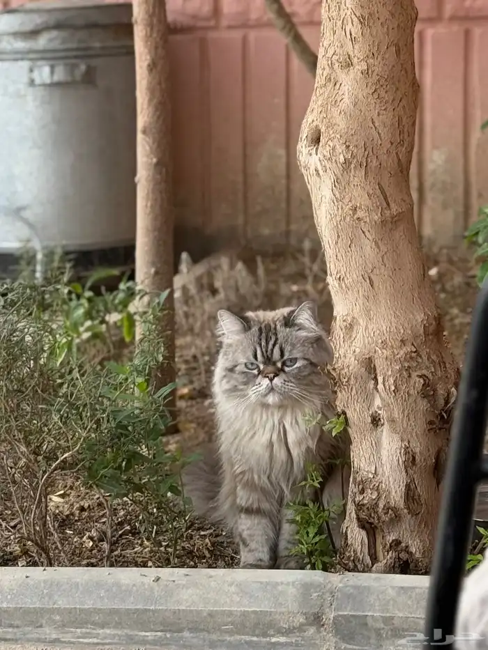 قط مفقود بحي ابو موسى اللي يحصله يتواصل مع هالرقم 4