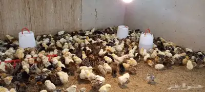 صيصان بلدي وفيومي 12