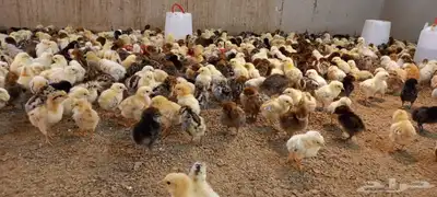صيصان بلدي وفيومي 6