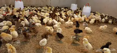 صيصان بلدي وفيومي 8