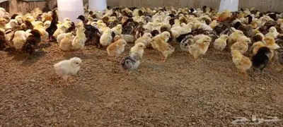 صيصان بلدي وفيومي 7