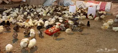 صيصان بلدي وفيومي 0