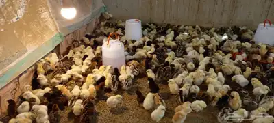 صيصان بلدي وفيومي 9
