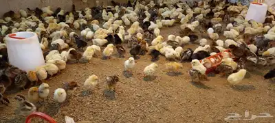 صيصان بلدي وفيومي 4