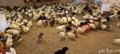 صيصان بلدي وفيومي 1
