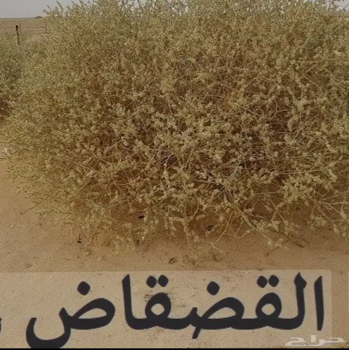 عشبة القضقاض 0