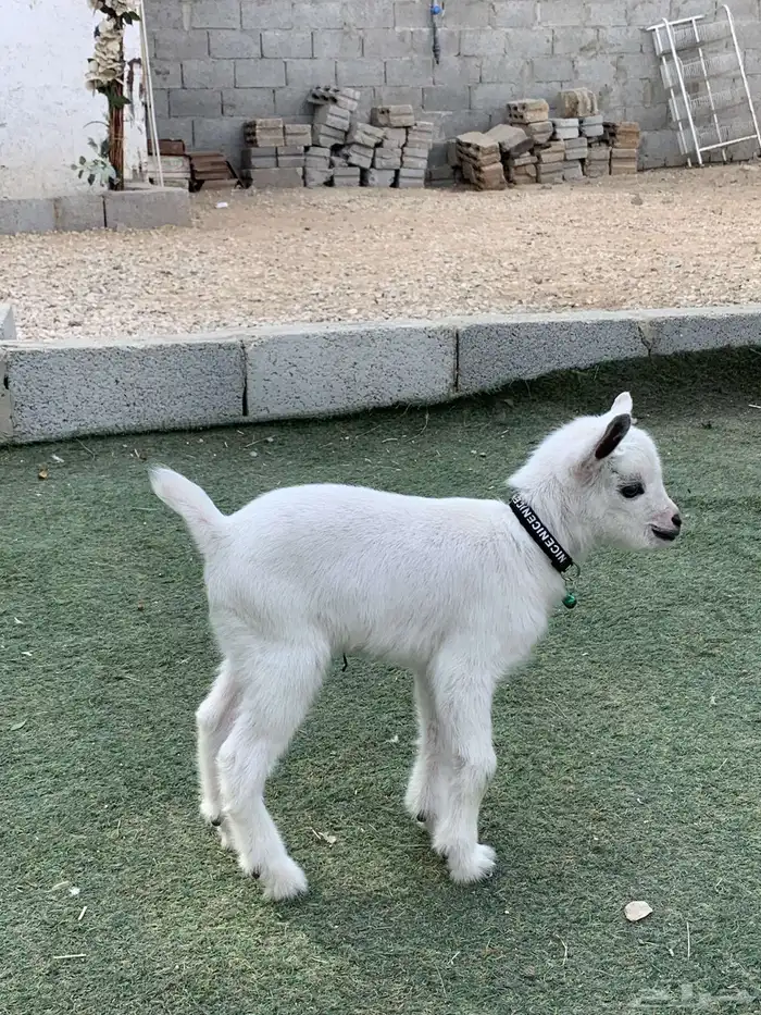 ماعز قزم جفره 6