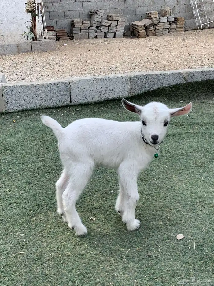 ماعز قزم جفره 7