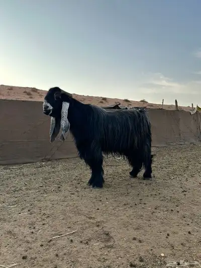 تيس فحل عارضي تم البيييع 2