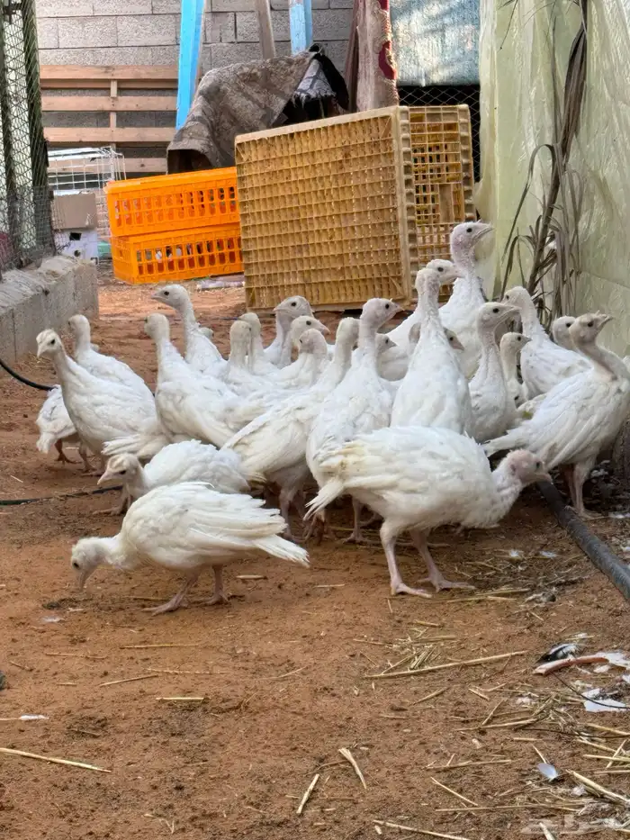 فروخ رومي تم البيع تم البيع 1
