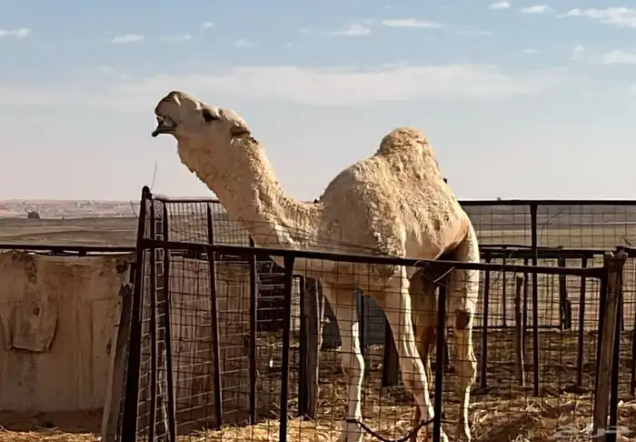 قعود ثني جده كنق الطهيمي وامه وضحا من ساس طيب 1