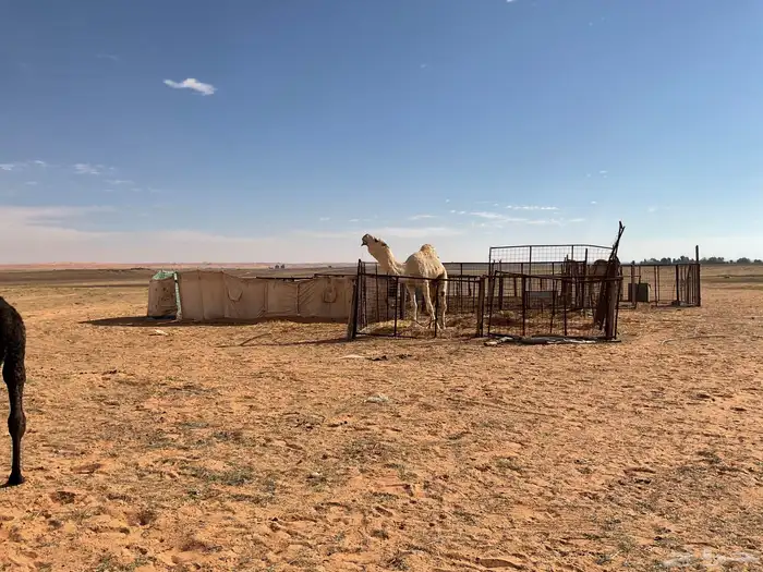 قعود ثني جده كنق الطهيمي وامه وضحا من ساس طيب 0