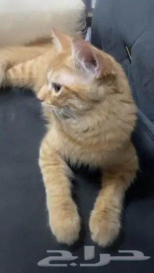 قطو شيرازي للتبني 0