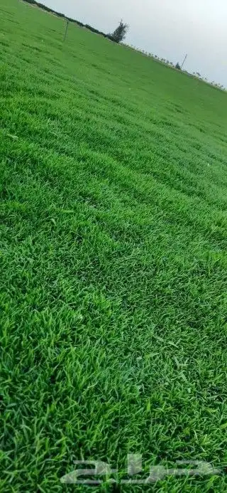 ثيل طبيعي سي الفين c2000درجه اولى شرط 0