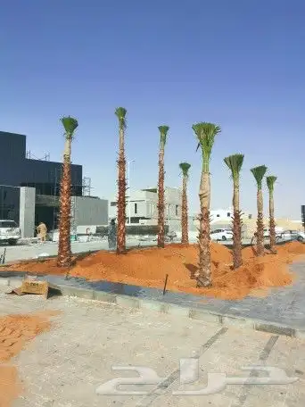واشنطونيا زينه 2