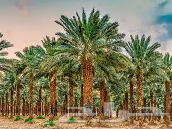 مهندس زراعي 0