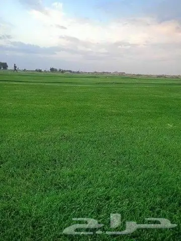 ثيل طبيعي سي الفين c2000درجه اولى شرط 1