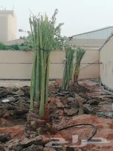 لجميع أعمال النخيل والواشنطني 7