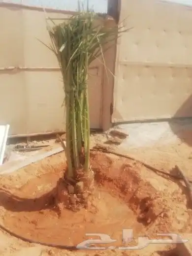 لجميع أعمال النخيل والواشنطني 8